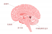 脑科学告诉你：为何这么多学生一天到晚变得“死气沉沉”？